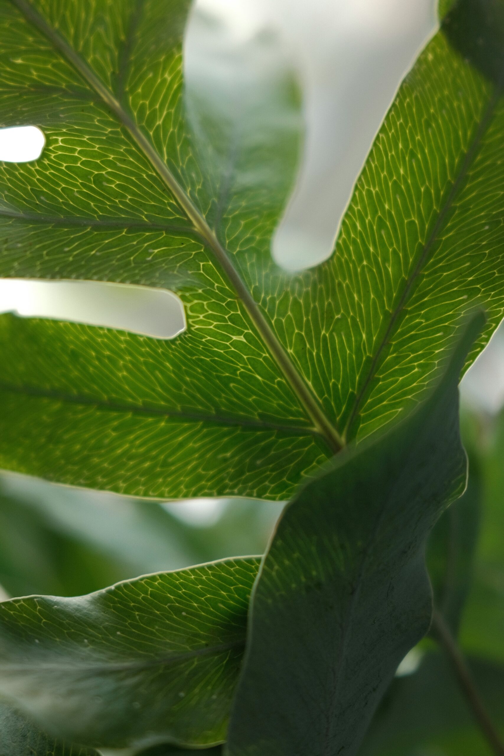 close-up of a green leaf